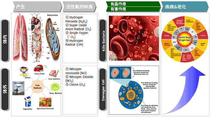 How Free Radicals occur and cause Diseases